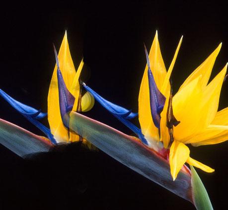 LOREAL imagen flores